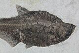 Huge, Diplomystus Fish Fossil - Great Wall Mount #77880-2
